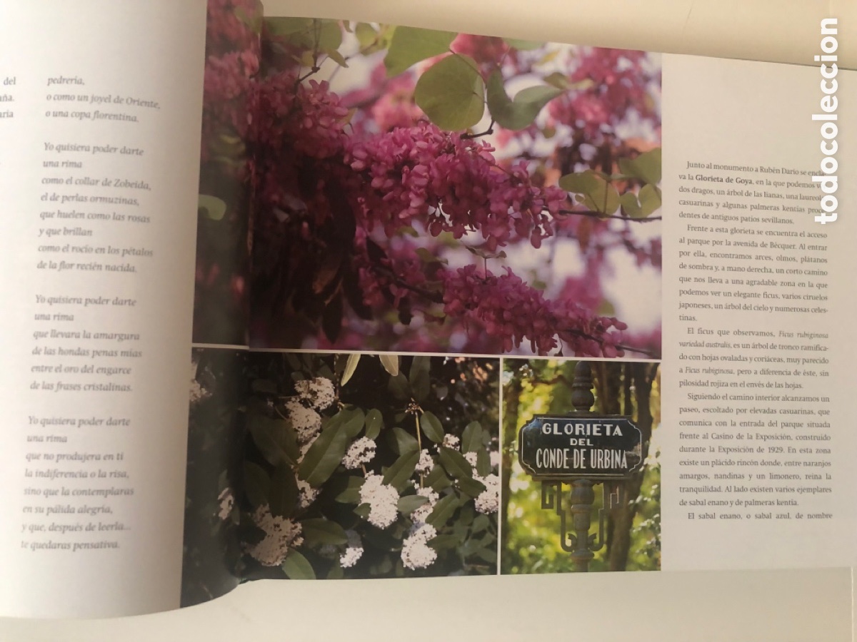 Libros de segunda mano: JARDINES Y PARQUES DE SEVILLA - Foto 11