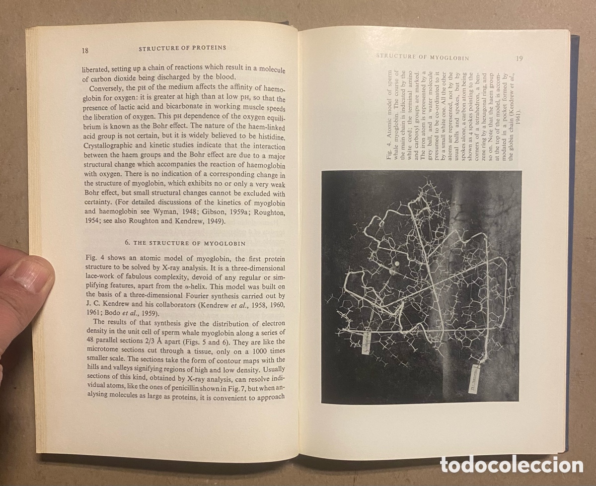 Libros de segunda mano: PROTEIN AND NUCLEIC ACIDS (STRUCTURE AND FUNCTION). M.F. PERUTZ. ELSEVIER PUBLISHING CO. 1962 - Foto 3