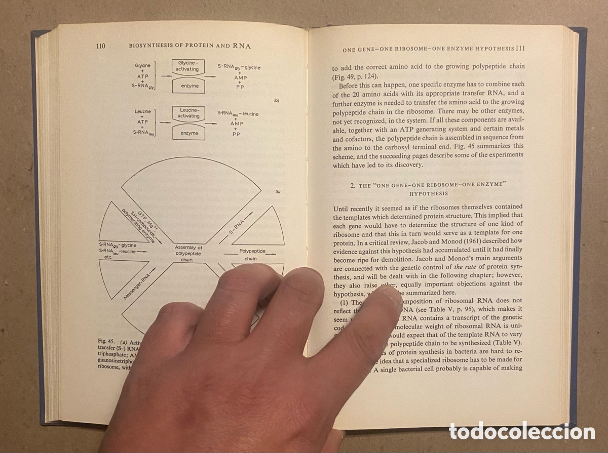Libros de segunda mano: PROTEIN AND NUCLEIC ACIDS (STRUCTURE AND FUNCTION). M.F. PERUTZ. ELSEVIER PUBLISHING CO. 1962 - Foto 5
