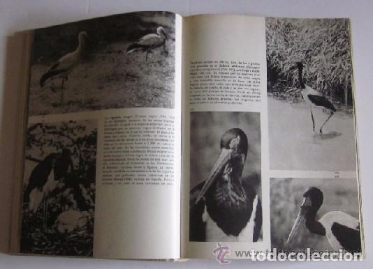 Libros de segunda mano: GRAN ENCICLOPEDIA ILUSTRADA DE LAS AVES - Foto 5