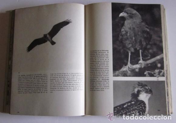 Libros de segunda mano: GRAN ENCICLOPEDIA ILUSTRADA DE LAS AVES - Foto 6