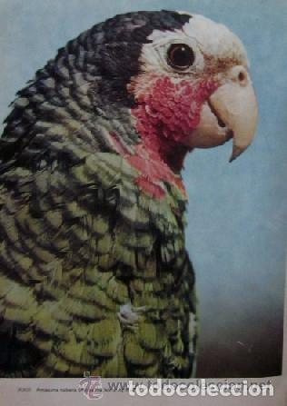 Libros de segunda mano: GRAN ENCICLOPEDIA ILUSTRADA DE LAS AVES - Foto 8