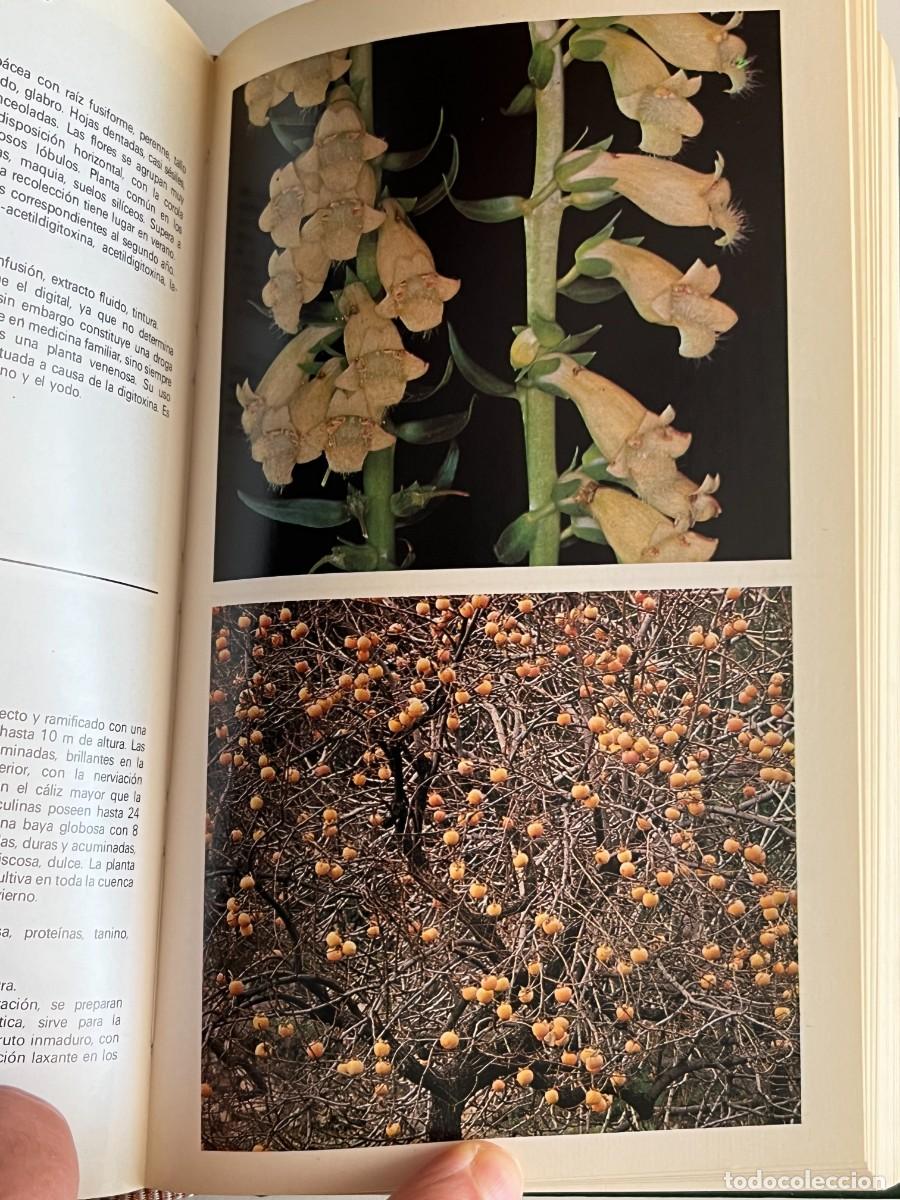 Libros de segunda mano: GUIA DE PLANTAS MEDICINALES-EDICIONES GRIJALBO - Foto 3