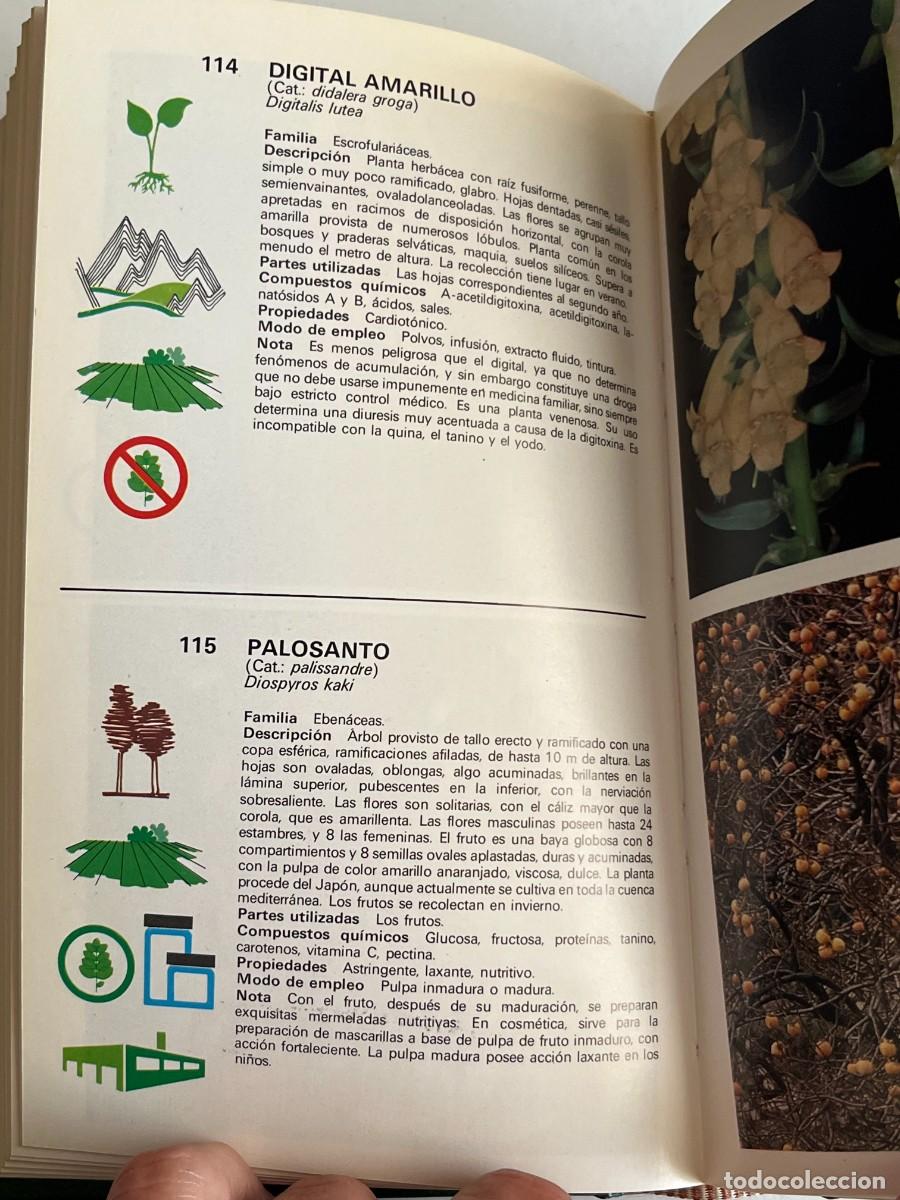 Libros de segunda mano: GUIA DE PLANTAS MEDICINALES-EDICIONES GRIJALBO - Foto 4