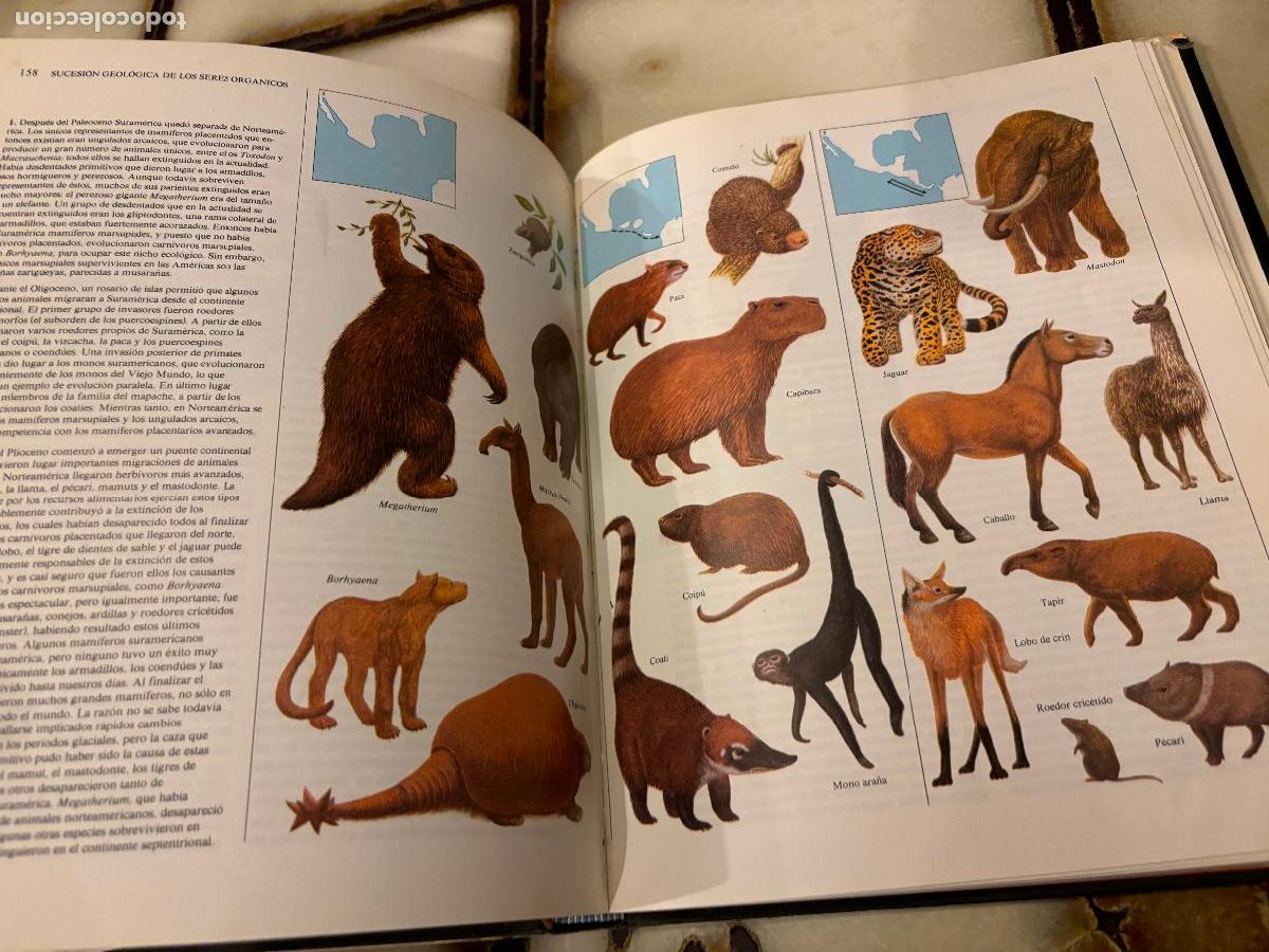 Libros de segunda mano: El origen de las especies. Charles Darwin. Versi&oacute;n abreviada e ilustrada. Richard E. Leaky. - Foto 5