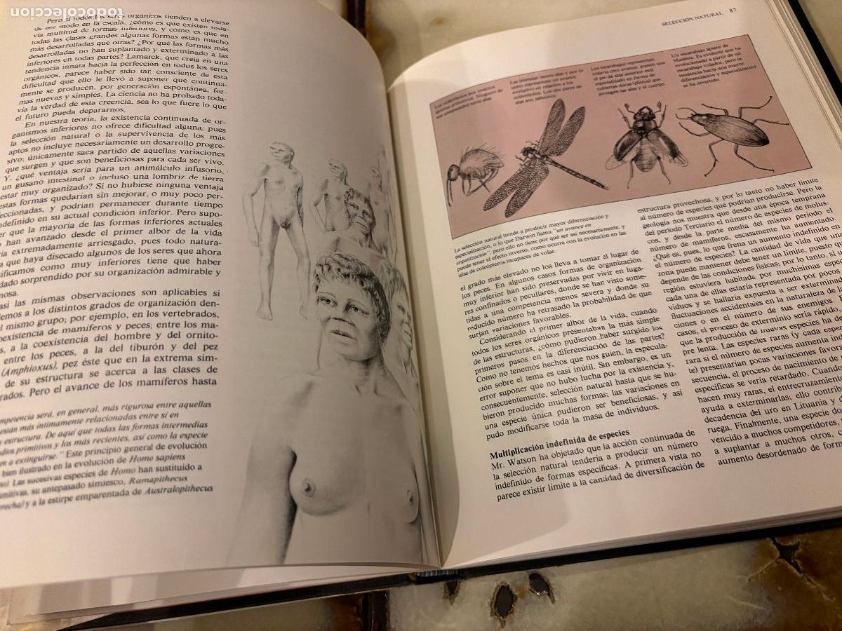 Libros de segunda mano: El origen de las especies. Charles Darwin. Versi&oacute;n abreviada e ilustrada. Richard E. Leaky. - Foto 6