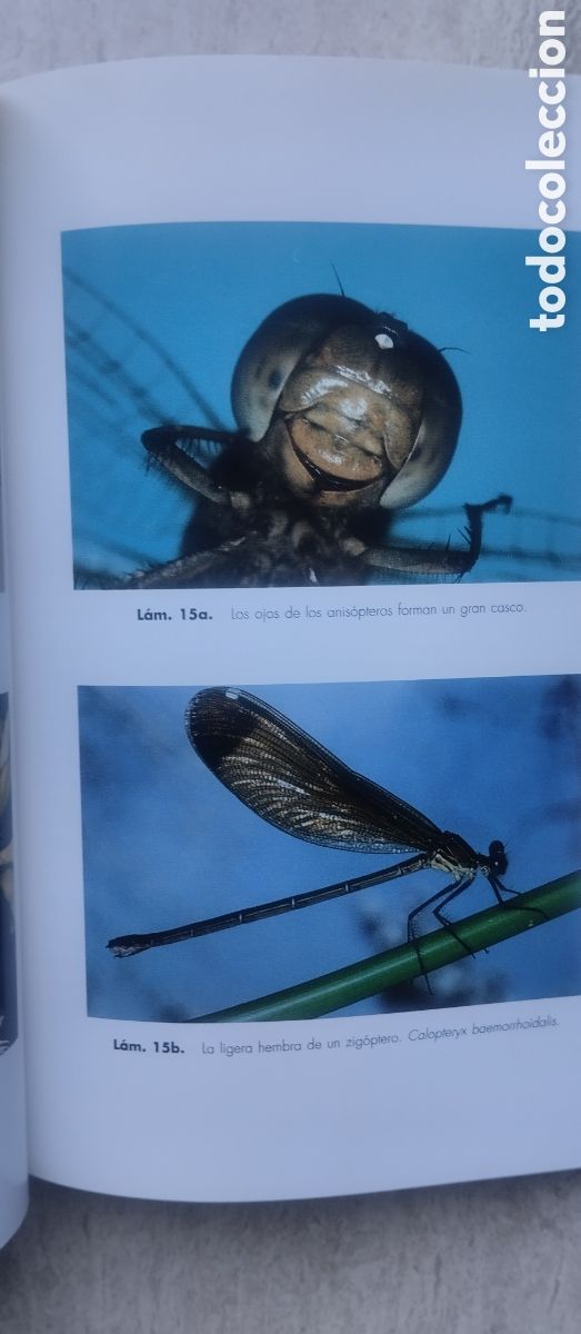 Libros de segunda mano: Elogio del insecto, Enrico Stella, editorial Ariel - Foto 5