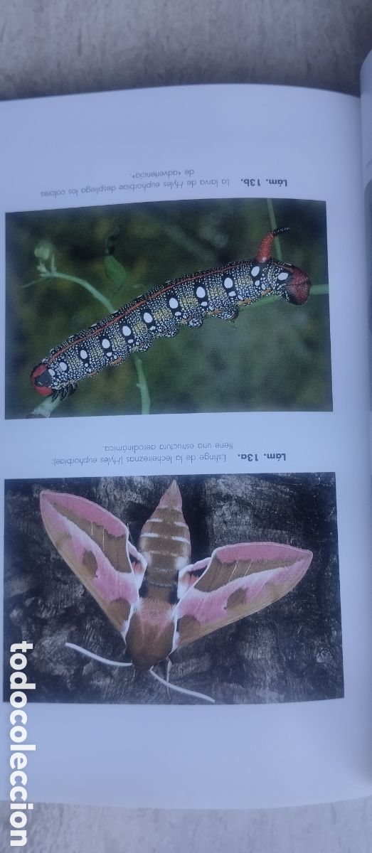 Libros de segunda mano: Elogio del insecto, Enrico Stella, editorial Ariel - Foto 6