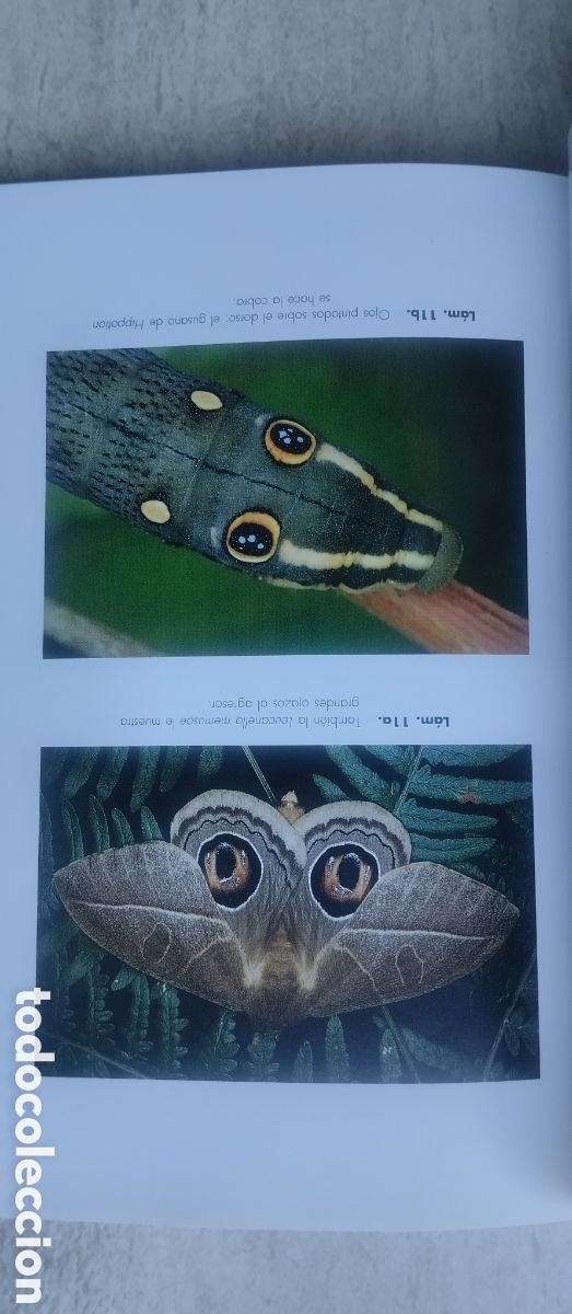 Libros de segunda mano: Elogio del insecto, Enrico Stella, editorial Ariel - Foto 7