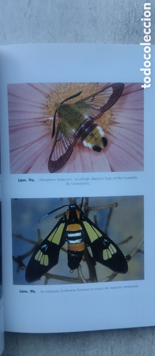 Libros de segunda mano: Elogio del insecto, Enrico Stella, editorial Ariel - Foto 8