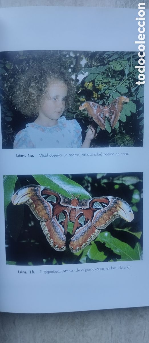 Libros de segunda mano: Elogio del insecto, Enrico Stella, editorial Ariel - Foto 9