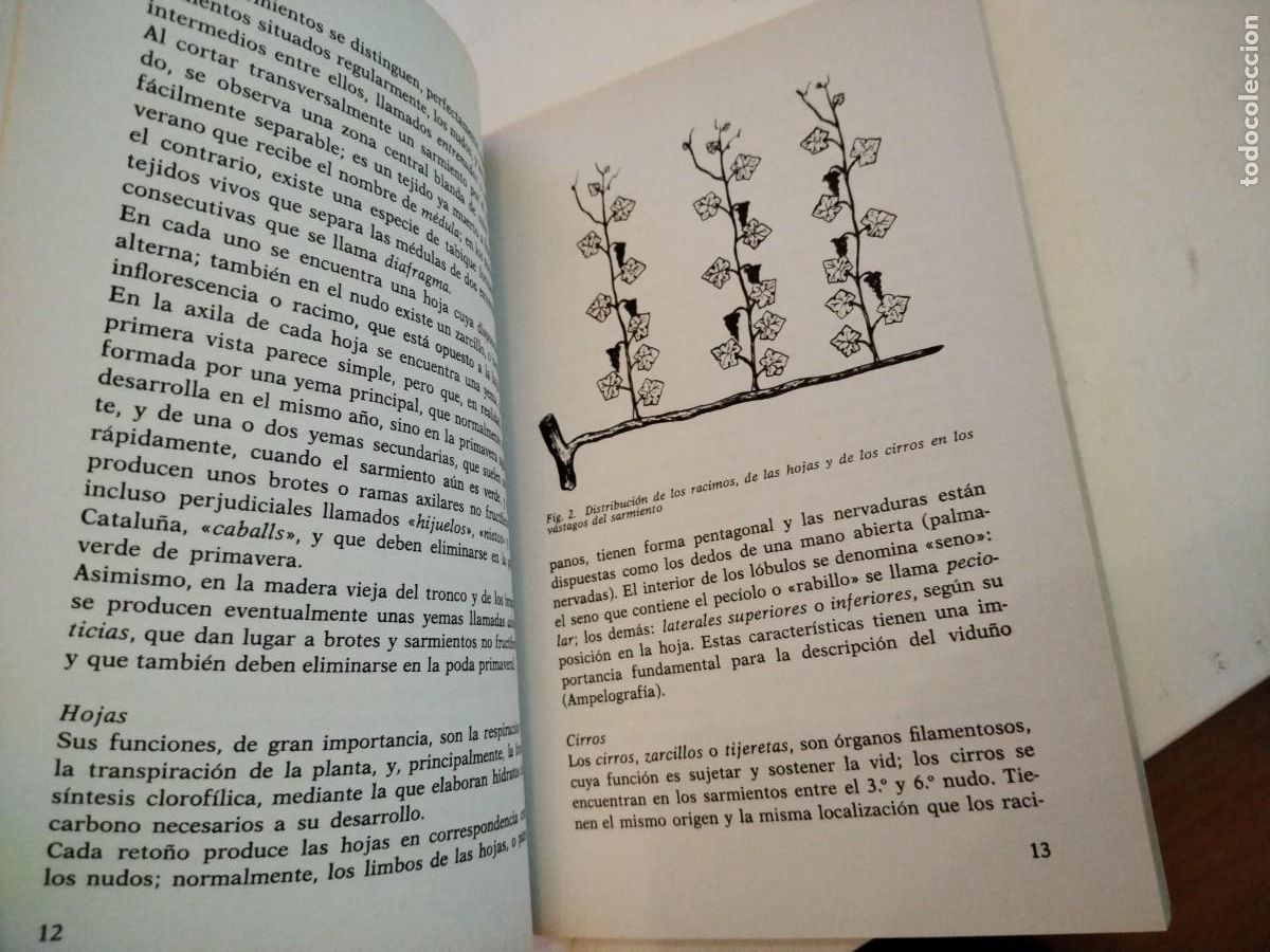 Libros de segunda mano: Viticultura rentable -BOFFELLI - EDITORIAL DE VECCHI - Foto 5
