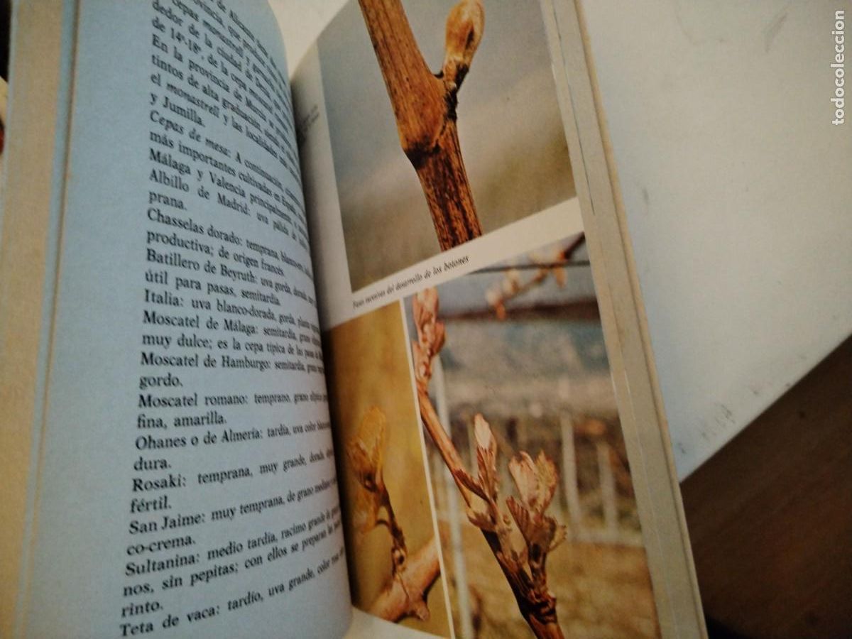 Libros de segunda mano: Viticultura rentable -BOFFELLI - EDITORIAL DE VECCHI - Foto 6