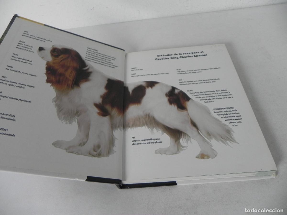 Libros de segunda mano: CAVALIER KING CHARLES SPANIEL (JULIETTE CUNLIFFE) HISPANO EUROPEA-2000 - Foto 4