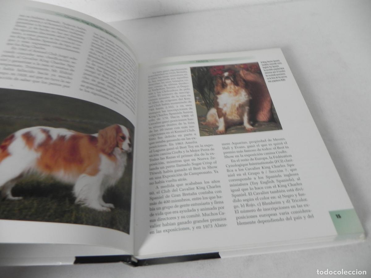 Libros de segunda mano: CAVALIER KING CHARLES SPANIEL (JULIETTE CUNLIFFE) HISPANO EUROPEA-2000 - Foto 5