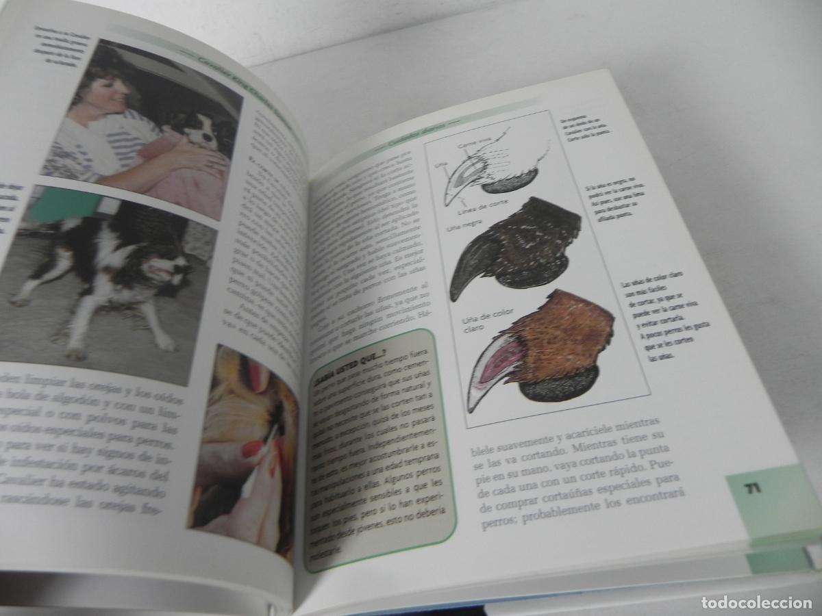Libros de segunda mano: CAVALIER KING CHARLES SPANIEL (JULIETTE CUNLIFFE) HISPANO EUROPEA-2000 - Foto 6