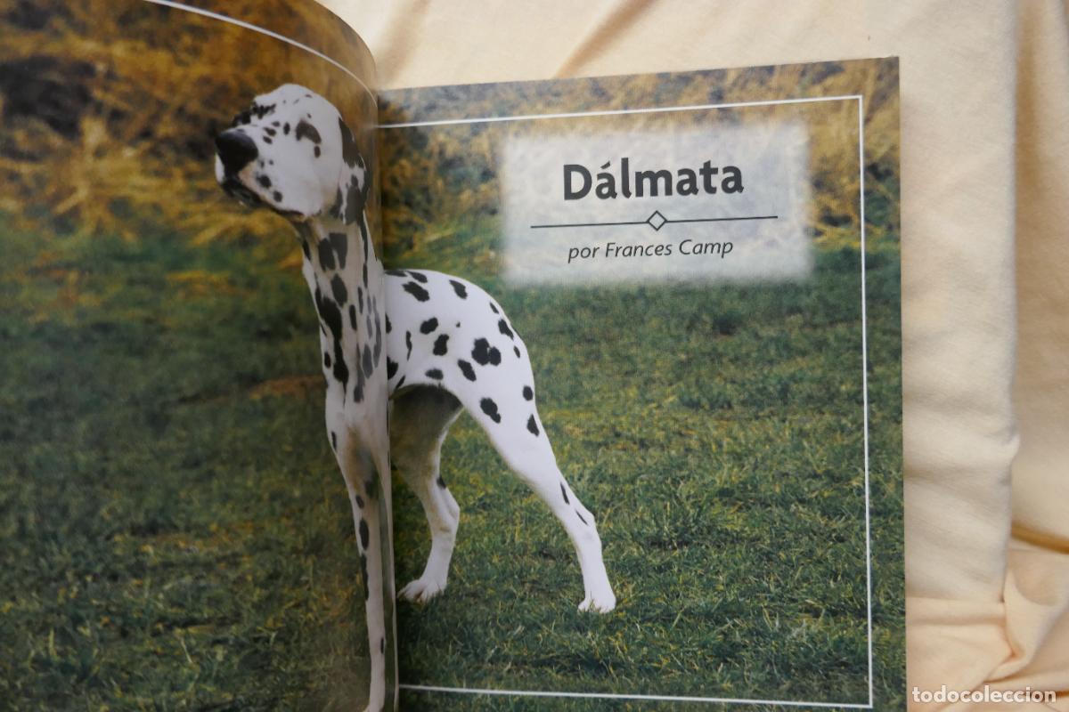 Libros de segunda mano: D&aacute;lmata - Frances Camp - David George - Foto 6