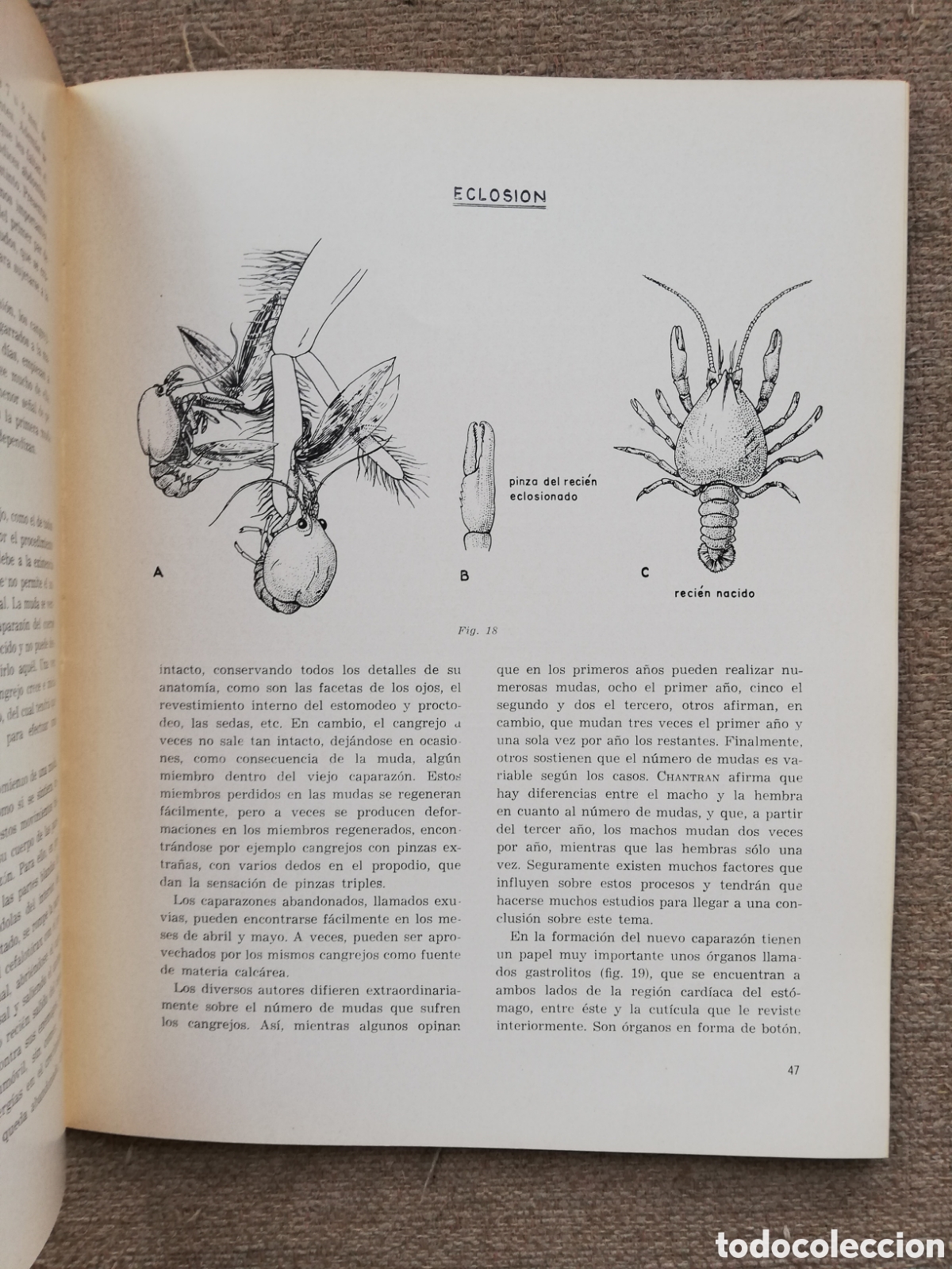 Libros de segunda mano: Documentos t&eacute;cnicos 3. Serie pisc&iacute;cola. El cangrejo de r&iacute;o - Foto 3