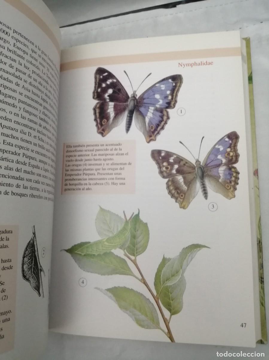 Libros de segunda mano: Mariposas (Biblioteca de la naturaleza Tikal) - Foto 5