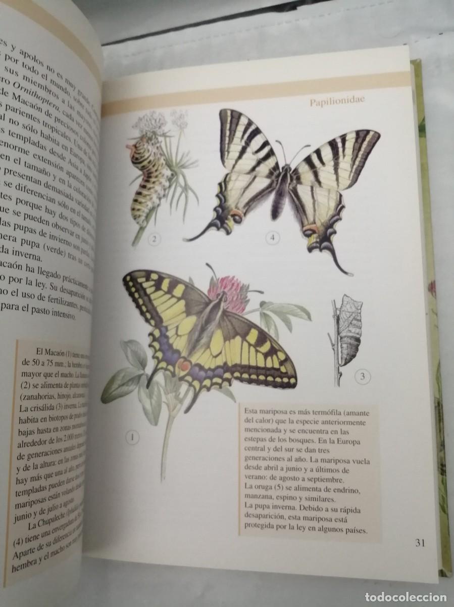 Libros de segunda mano: Mariposas (Biblioteca de la naturaleza Tikal) - Foto 6