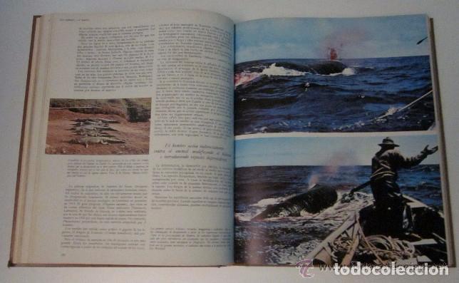 Libros de segunda mano: LA VIDA DE LOS ANIMALES - 3 TOMOS - Foto 7