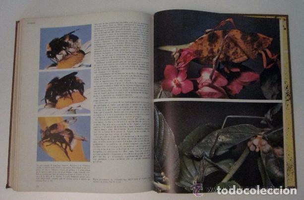 Libros de segunda mano: LA VIDA DE LOS ANIMALES - 3 TOMOS - Foto 8