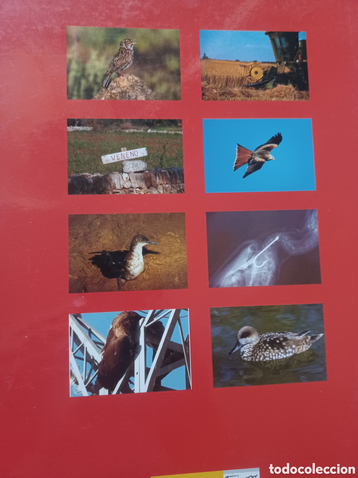Libros de segunda mano: Barybook 180. Libro rojo de las aves de Espa&ntilde;a - Foto 2