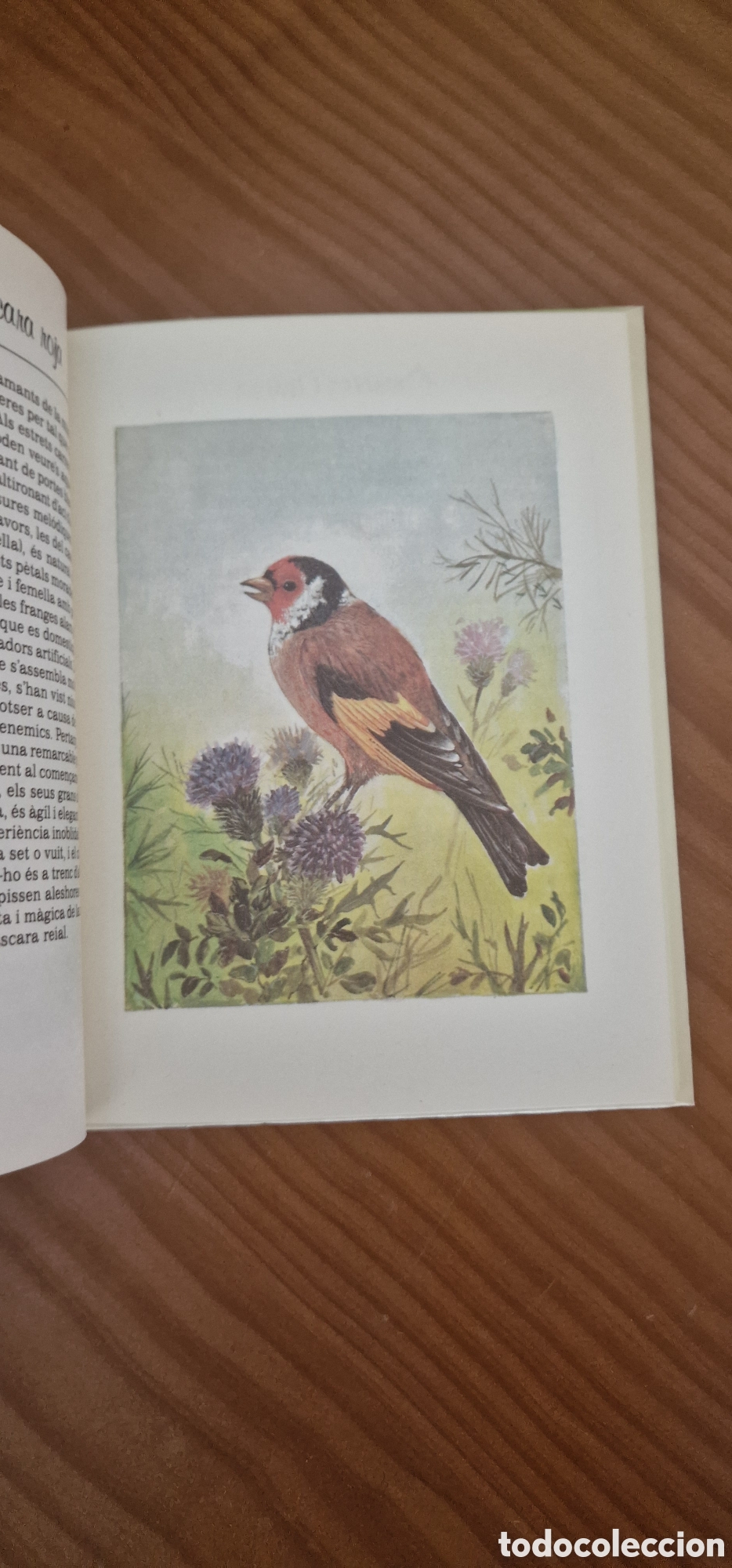 Libros de segunda mano: El llenguatge dels ocells - Foto 6
