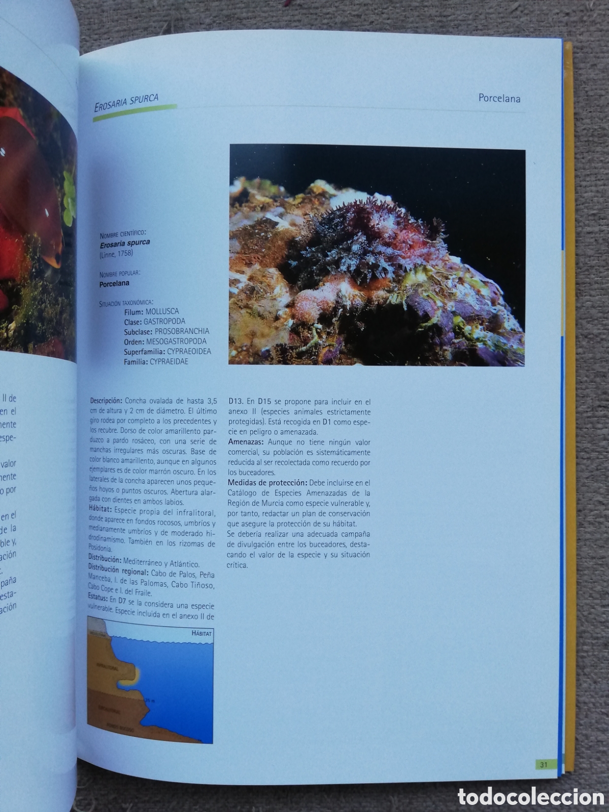 Libros de segunda mano: Especies marinas singulares en el litoral de Murcia - Foto 3