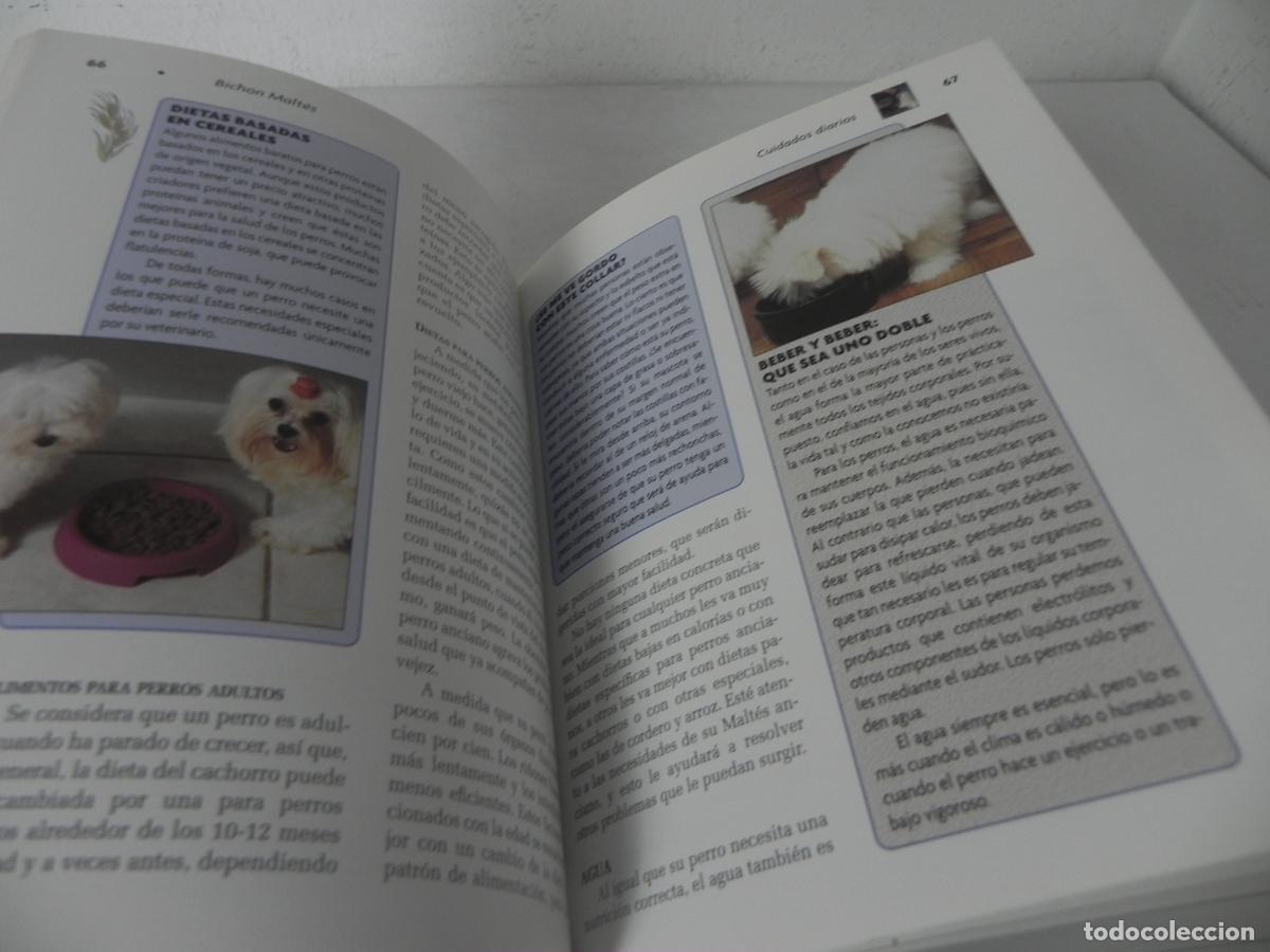 Libros de segunda mano: BICHON MALT&Eacute;S (JULIETTE CUNLIFFE) HISPANO EUROPEA-2003 - Foto 5