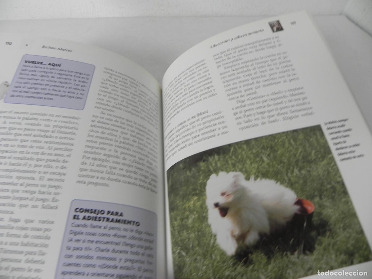 Libros de segunda mano: BICHON MALT&Eacute;S (JULIETTE CUNLIFFE) HISPANO EUROPEA-2003 - Foto 6