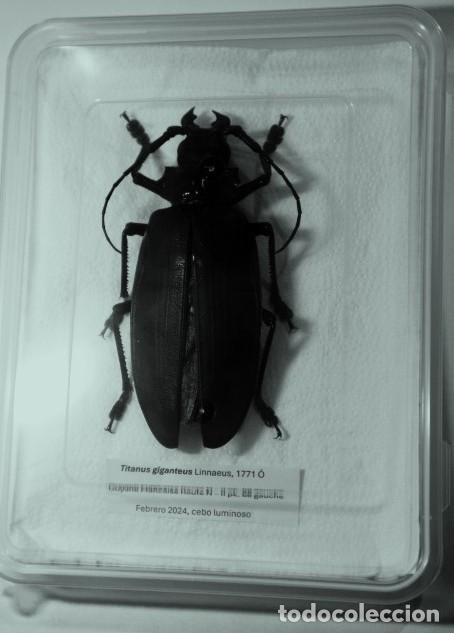 Libros de segunda mano: Ejemplar Tit&aacute;n gigante macho - Foto 2