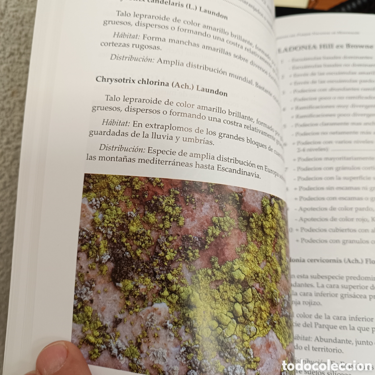 Libros de segunda mano: Liquenes del Parque Nacional de Monfrague (Como Nuevo) - Foto 2