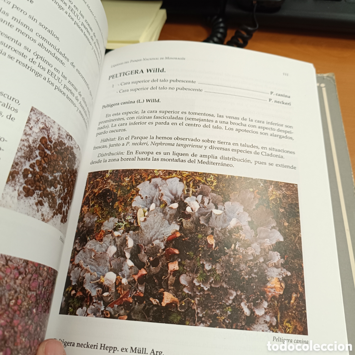 Libros de segunda mano: Liquenes del Parque Nacional de Monfrague (Como Nuevo) - Foto 3