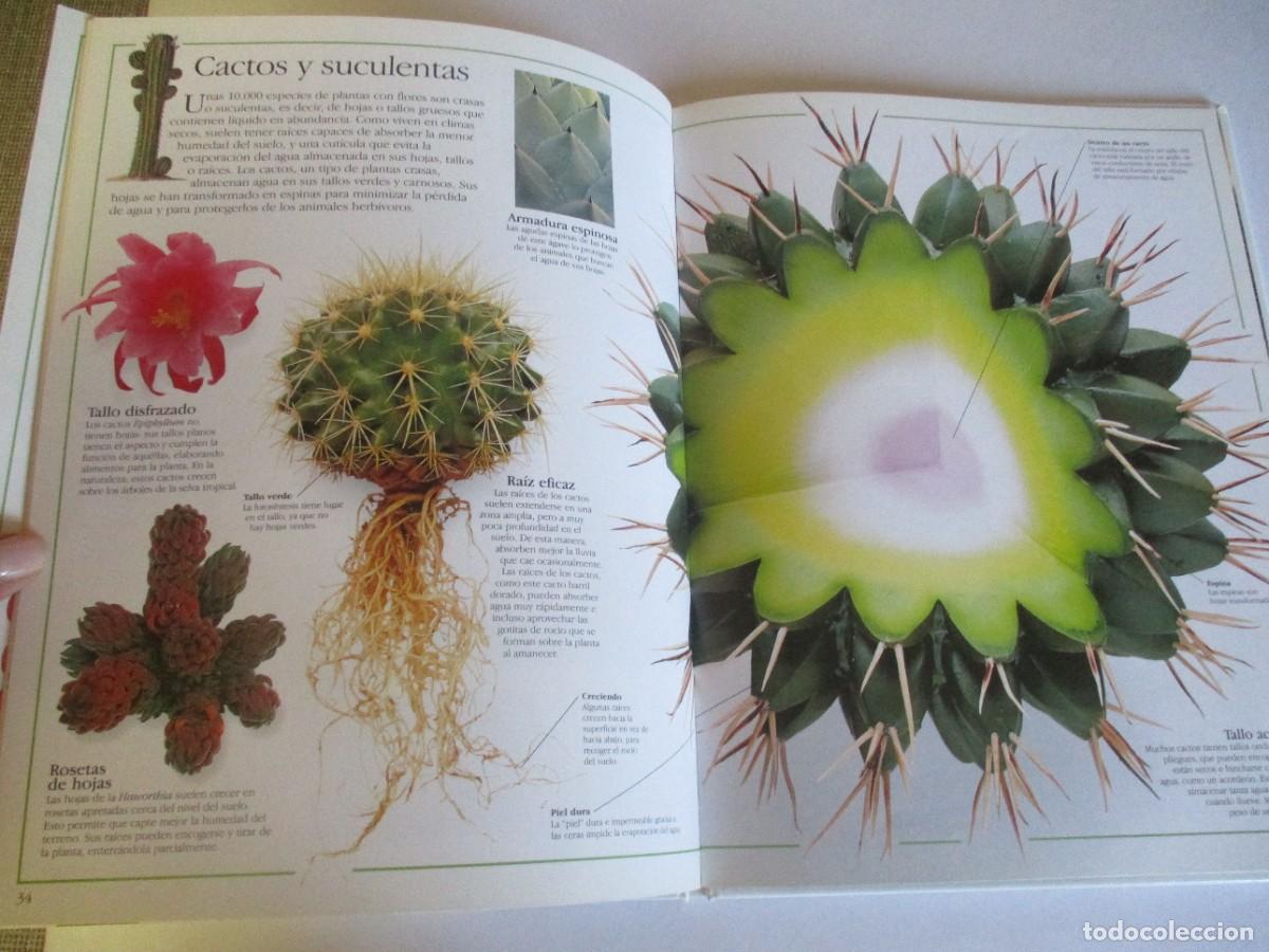 Libros de segunda mano: BARBARA TAYLOR Plantas W28261 - Foto 3