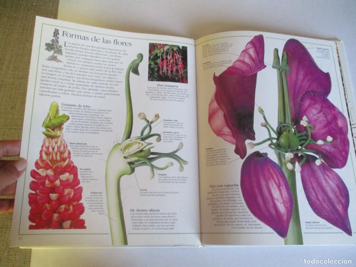 Libros de segunda mano: BARBARA TAYLOR Plantas W28261 - Foto 4
