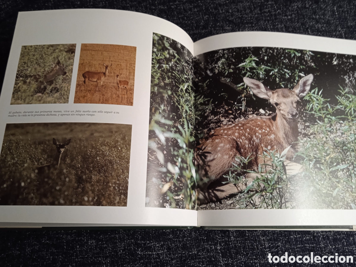 Libros de segunda mano: Los peque&ntilde;os del monte. / Miguel Delibes de Castro - Foto 3