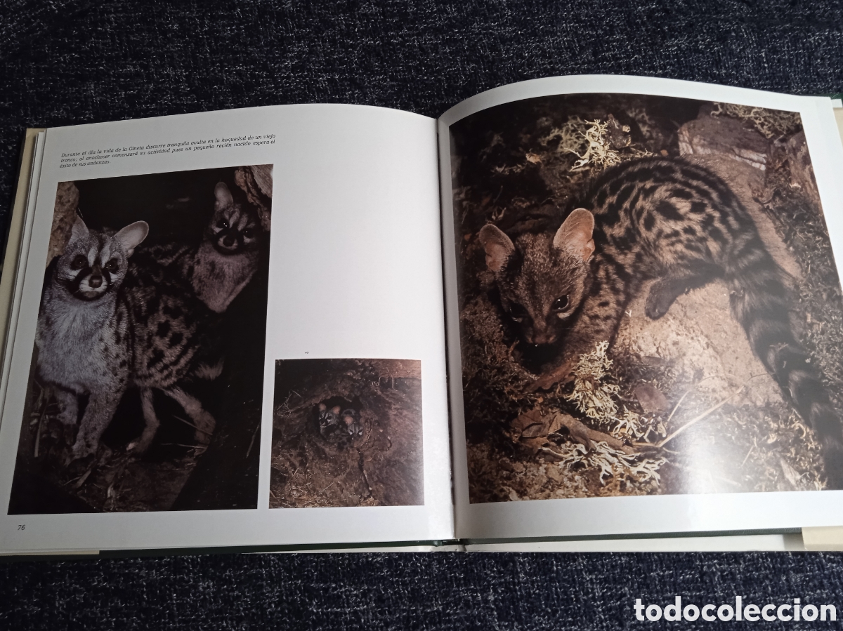 Libros de segunda mano: Los peque&ntilde;os del monte. / Miguel Delibes de Castro - Foto 4