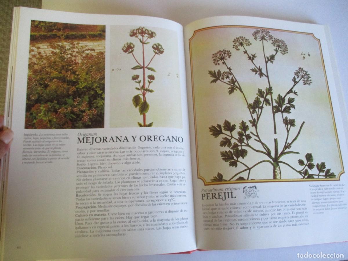 Libros de segunda mano: HIERBAS Y ESPECIAS W18310 - Foto 5
