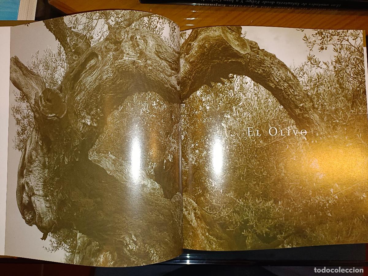 Libros de segunda mano: OLIVOS DE CASTELL&Oacute;N - Foto 4
