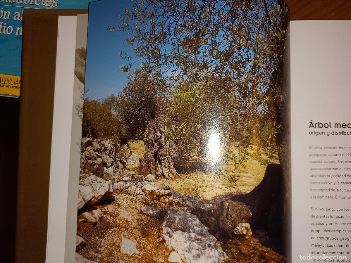 Libros de segunda mano: OLIVOS DE CASTELL&Oacute;N - Foto 5