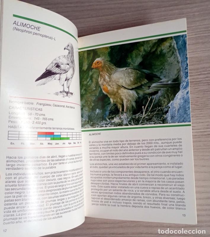 Libros de segunda mano: AVES RAPACES DE ASTURIAS - ERNESTO JUNCO - Foto 2