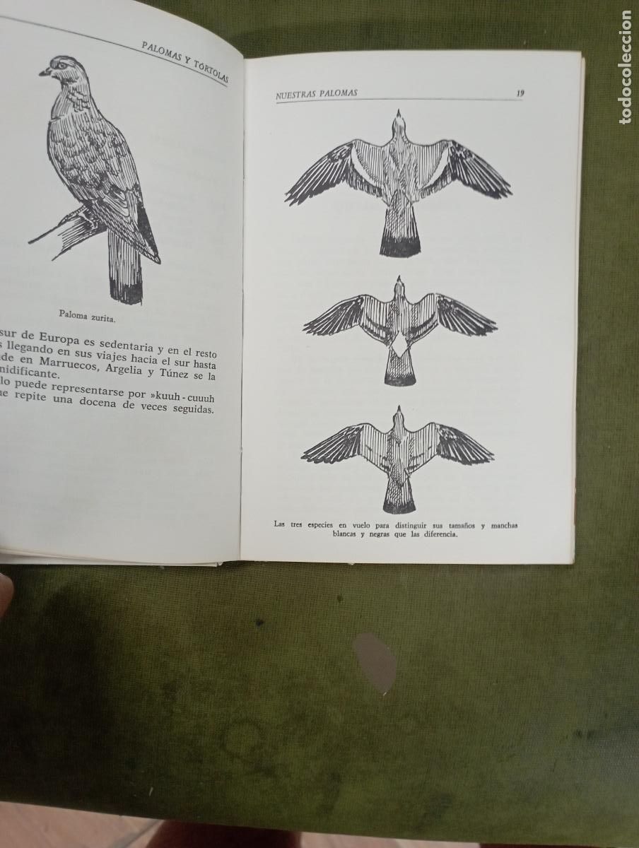 Libros de segunda mano: palomas y tortolas -joaquin espa&ntilde;a - Foto 2