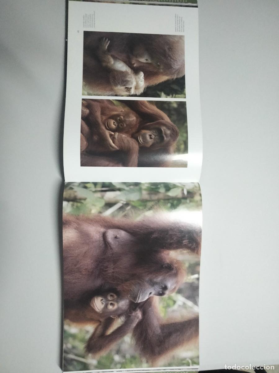 Libros de segunda mano: Gran libro orangutanes - Foto 2