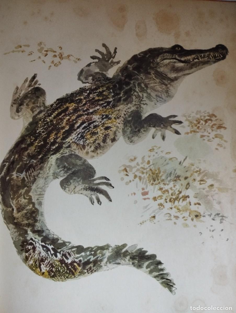 Libros de segunda mano: Mi primera zoolog&iacute;a E. Charushin - Foto 4
