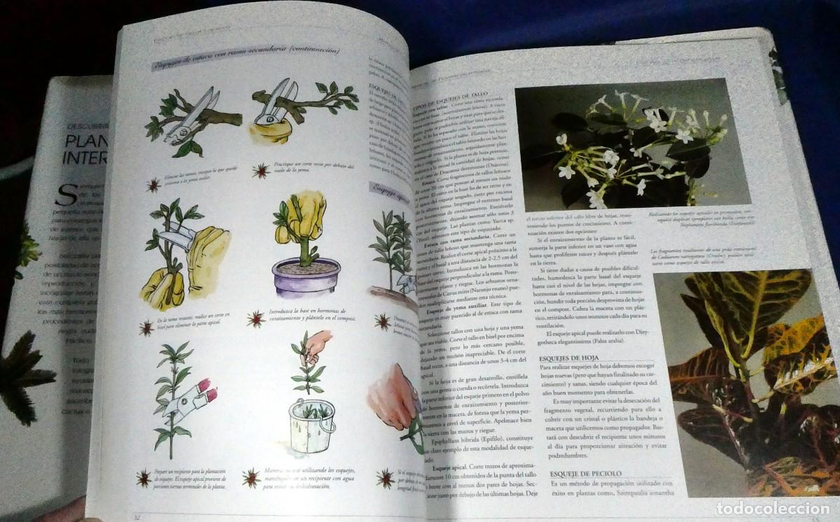 Libros de segunda mano: Descubrir PLANTAS DE INTERIOR - Foto 6