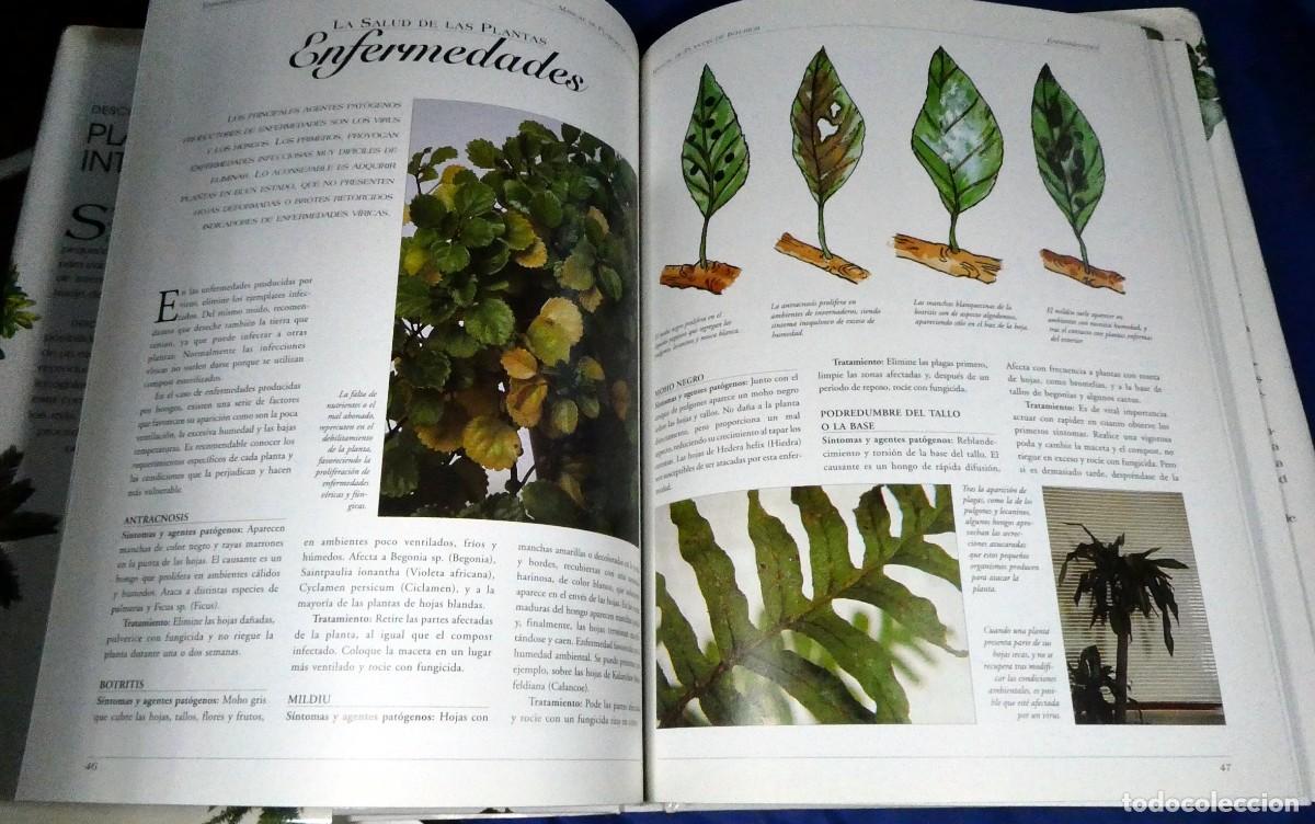 Libros de segunda mano: Descubrir PLANTAS DE INTERIOR - Foto 8