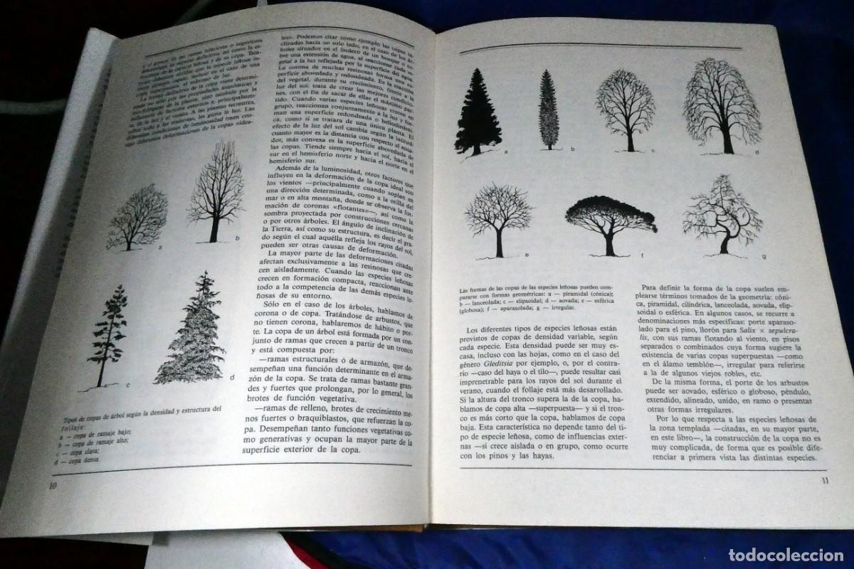 Libros de segunda mano: &Aacute;RBOLES Y ARBUSTOS (de ediciones Susaeta) - Foto 2