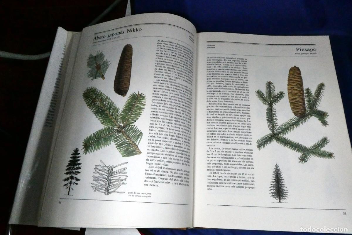 Libros de segunda mano: &Aacute;RBOLES Y ARBUSTOS (de ediciones Susaeta) - Foto 3