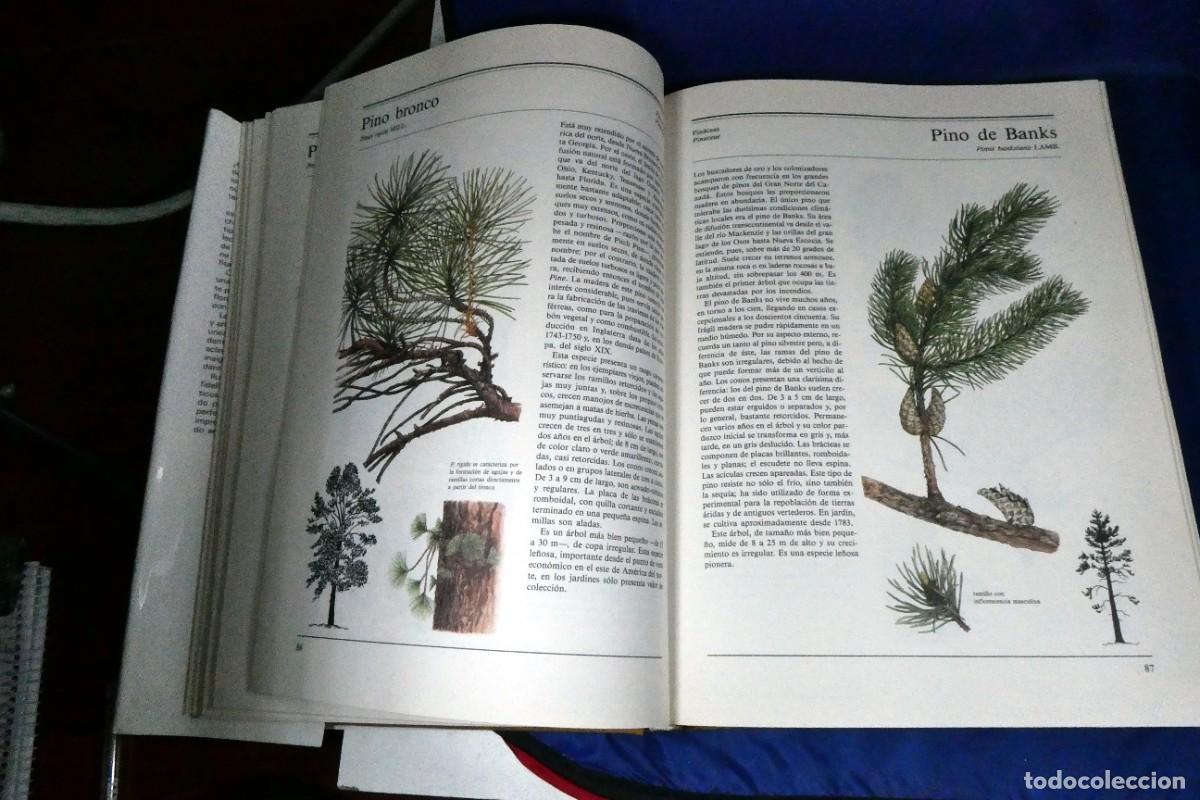 Libros de segunda mano: &Aacute;RBOLES Y ARBUSTOS (de ediciones Susaeta) - Foto 4